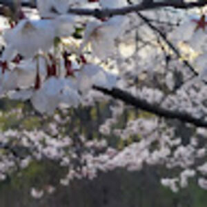 Meet your Posher, Shaniah